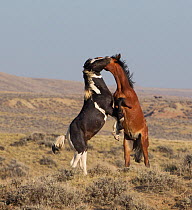 Wild Mustang horses fighting, McCullough Peaks Herd Area, Wyoming, USA., young stallions play