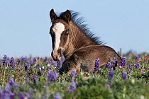 Wild Mustang foal resting among wild flowers, Pryor Mountains, Montana, USA.