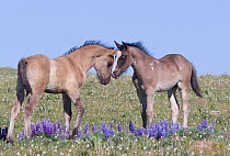 Wild Mustang foals among wild flowers, Pryor Mountains, Montana, USA.