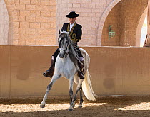 Horse rider Manuel Trigo in traditional Spanish costume riding gray Andalusian Mare, in Horse Riding Arena, Phoenix, Arizona, USA.  February 2012. Model Released