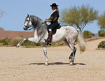Horse rider Manuel Trigo in traditional Spanish costume performing dressage riding, gray Andalusian Mare, Phoenix, Arizona, USA.  February 2012. Model Released
