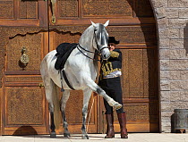 Horse rider Manuel Trigo in traditional Spanish costume holding gray Andalusian Mare, Phoenix, Arizona, USA.  February 2012. Model Released