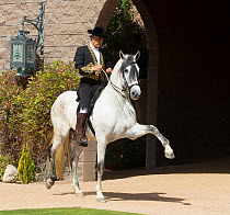 Horse rider in Manuel Trigo traditional Spanish costume performing dressage riding, gray Andalusian Mare, Phoenix, Arizona, USA.  February 2012. Model Released