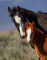 Wild Mustang horse mare and foal, Sand Wash Basin Herd Area, Wyoming, USA.