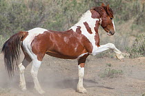 Wild Mustang pinto horse extending for foot, Sand Wash Basin Herd Area, Wyoming, USA.