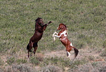 Wild Mustang horses fighting, Sand Wash Basin Herd Area, Wyoming, USA.