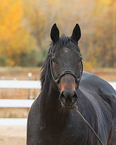 Bay thoroughbred horse, Longmont, Colorado, USA.