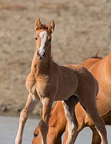 Wild Mustang chestnut foal looking alert, Sand Wash Basin Herd Area, Wyoming, USA.