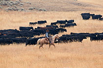 Cow boy on horse, with cattle, Martinsdale, Montana, USA.