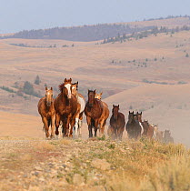Horses in ranch, Martinsdale, Montana, USA.