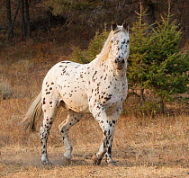 Appaloosa horse in ranch, Martinsdale, Montana, USA.