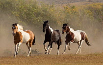 Pinto horses running on ranch, Martinsdale, Montana, USA.