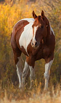 Skewbald Horse in ranch, Martinsdale, Montana, USA.
