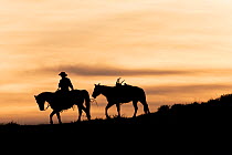 Cowboy leading Quarter horse silhouetted at sunset, Shell, Wyoming, USA. February 2013.