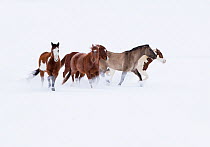Quarter horses in snow, at ranch, Shell, Wyoming, USA, February.