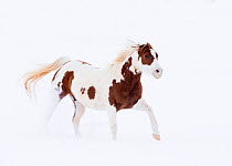 RF- Pinto Quarter horse in snow at ranch, Shell, Wyoming, USA, February. (This image may be licensed either as rights managed or royalty free.)