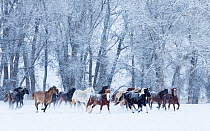 Quarter horses running in snow at ranch, Shell, Wyoming, USA, February.