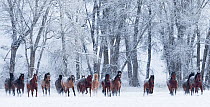 RF- Quarter horses running in snow at ranch, Shell, Wyoming, USA, February. (This image may be licensed either as rights managed or royalty free.)