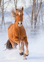 Chestnut Mustang running in snow, at ranch, Shell, Wyoming, USA. February.