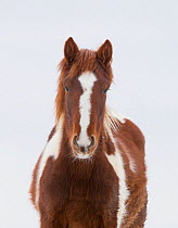 Wild Mustang pinto horse, McCullough Peaks Herd Area, Wyoming, USA.