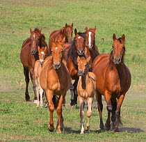 Herd of Quarter Horse mares and Azteca foals, Blair, Nebraska, USA.