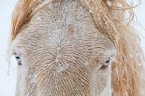 Cremello Mustang, close up of eyes in snow, Longmont, Colorado, USA.