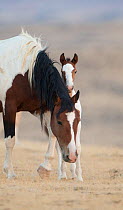 Wild Mustang horse with foal, McCullough Peaks Herd Area, Wyoming, USA.