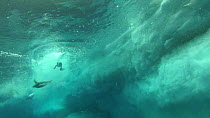 Adelie penguins (Pygoscelis adeliae) diving, seen from underwater, Antarctica.