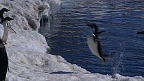 Adelie penguins (Pygoscelis adeliae) jumping out of the sea onto an ice shelf, Antarctica.
