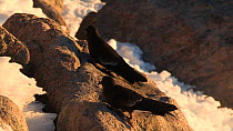Wilson's storm petrels (Oceanites oceanicus) perched on a rock, vocalising, Antarctica.