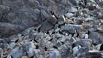 South polar skua (Stercorarius maccormicki) landing on a rock in the middle of an Adelie penguin (Pygoscelis adeliae) colony, Antarctica.