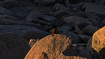 Wilson's storm petrel (Oceanites oceanicus) perched on a rock vocalising, Antarctica.
