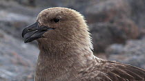 South polar skua (Stercorarius maccormicki) vocalising, Antarctica.