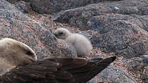 South polar skua (Stercorarius maccormicki) with chick at nest site, Antarctica.