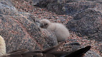 South polar skua (Stercorarius maccormicki) chick at nest site, with parent in the foreground, Antarctica.
