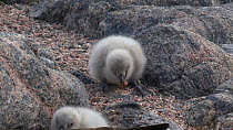 South polar skua (Stercorarius maccormicki) chicks at nest site, feeding, with parent in the foreground, Antarctica.
