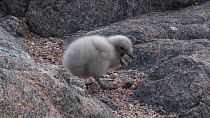 South polar skua (Stercorarius maccormicki) chick at nest site, regurgitates pellet, with parent in the foreground, Antarctica.