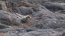 South polar skua (Stercorarius maccormicki) with chicks at nest site, Antarctica.