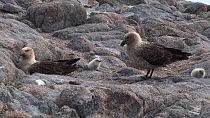 South polar skuas (Stercorarius maccormicki) with chicks at nest site, Antarctica.