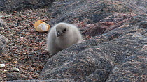 South polar skua (Stercorarius maccormicki) chick stretching wings at nest site, Antarctica.