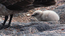South polar skua (Stercorarius maccormicki) at nest site, Antarctica.
