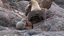 South polar skua (Stercorarius maccormicki) chick feeding on regurgitated food at nest site, Antarctica.