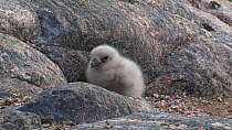 South polar skua (Stercorarius maccormicki) chick at nest site, Antarctica.