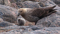 South polar skuas (Stercorarius maccormicki) with chick at nest site, Antarctica.