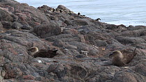 South polar skuas (Stercorarius maccormicki) and chicks at nest site, with Adelie penguins (Pygoscelis adeliae) in the background, Antarctica.