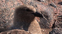 Portait of a South polar skua (Stercorarius maccormicki) at nest site, vocalising, Antarctica.