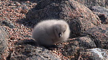 South polar skua (Stercorarius maccormicki) chick at nest site, Antarctica.