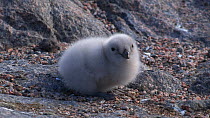 South polar skua (Stercorarius maccormicki) chick at nest site, begging for food from an adult out of shot, Antarctica.