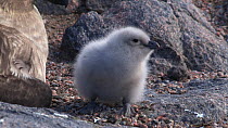 Panning shot  from a South polar skua (Stercorarius maccormicki) to its chick, Antarctica.