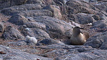 South polar skua (Stercorarius maccormicki) with chick at nest site, vocalising, Antarctica.
